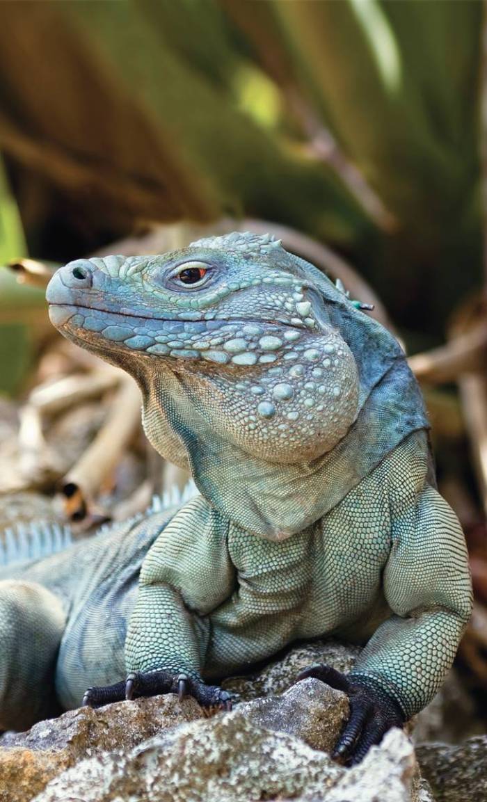 Blue iguana